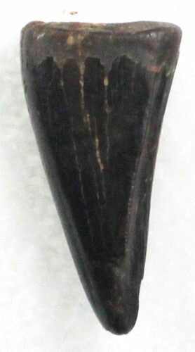 Tyrannosaur Premax Tooth (Aublysodon) - Montana #30824